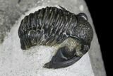 Detailed Gerastos Trilobite Fossil - Morocco #173777-2